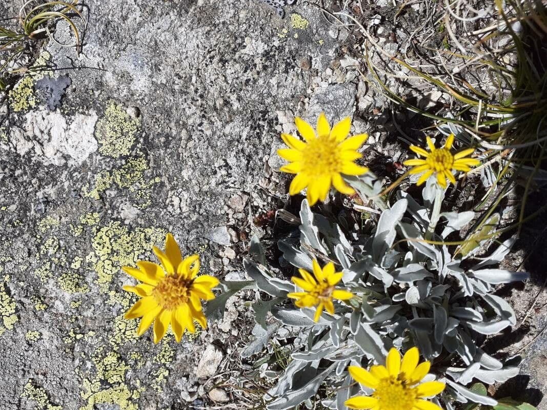 Senecio 16