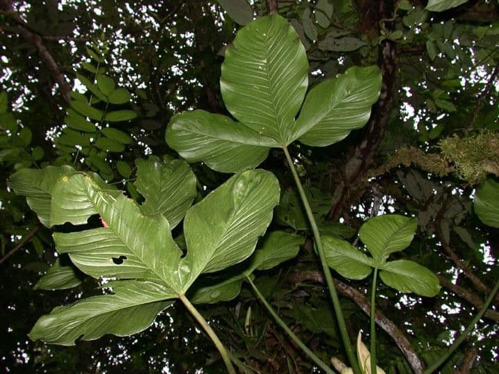Philodendron 24