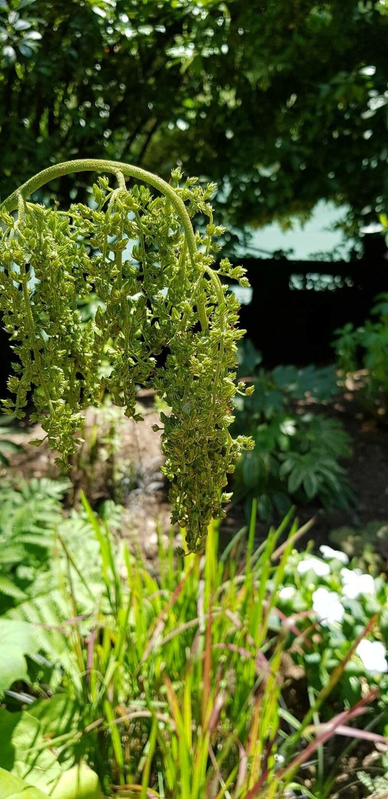 Astilboides 2