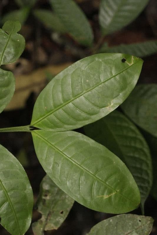 Faramea 5