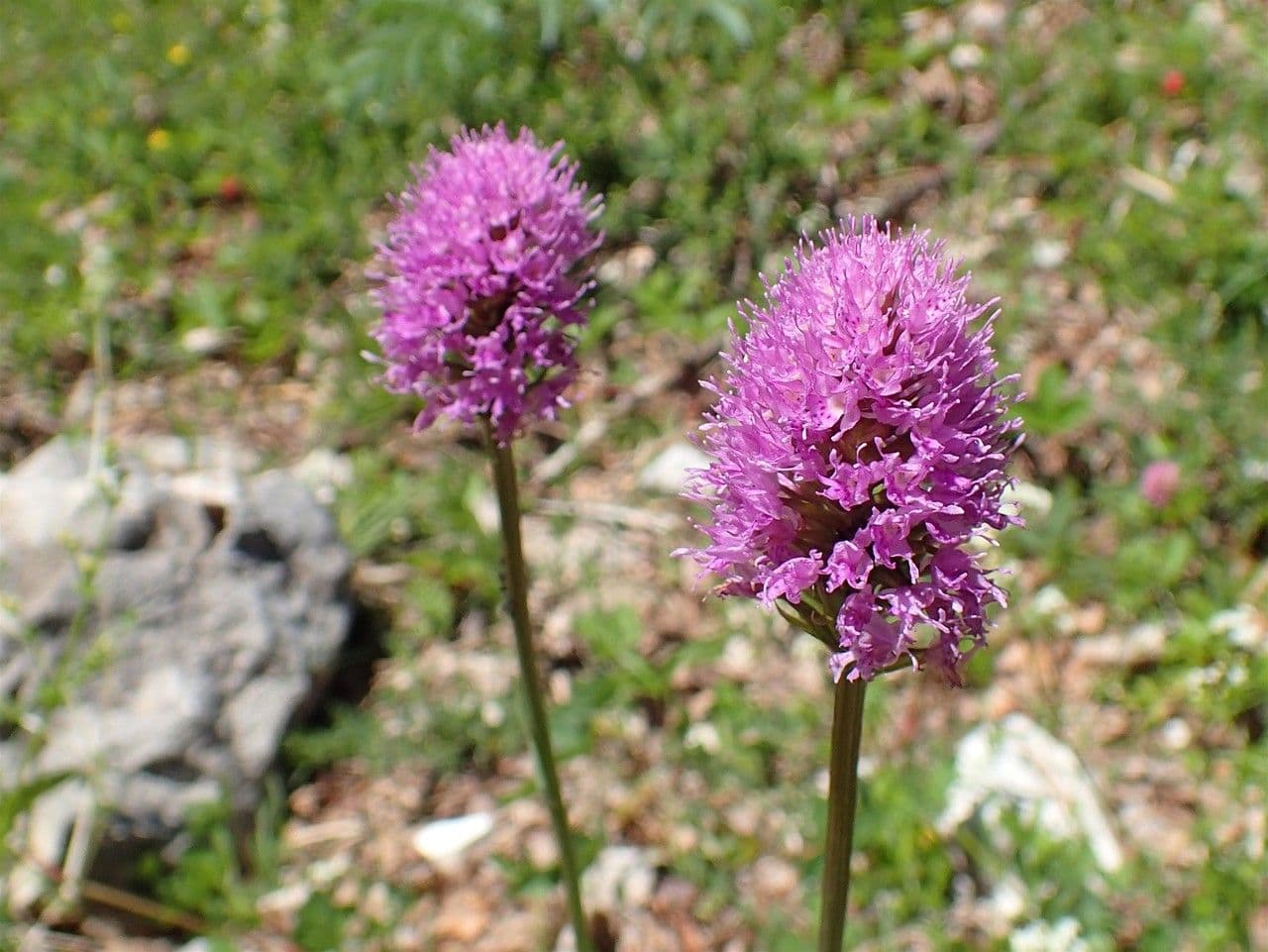 Kugelorchis 6
