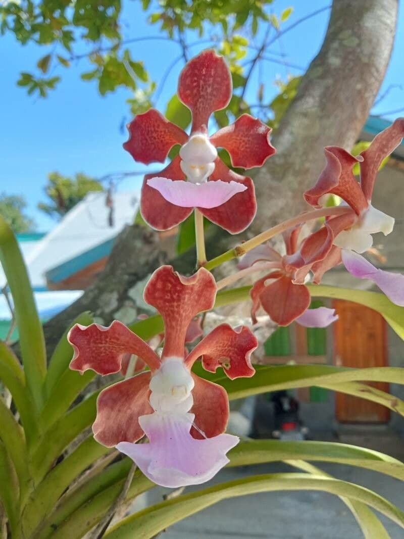 Orchidea Vanda 4
