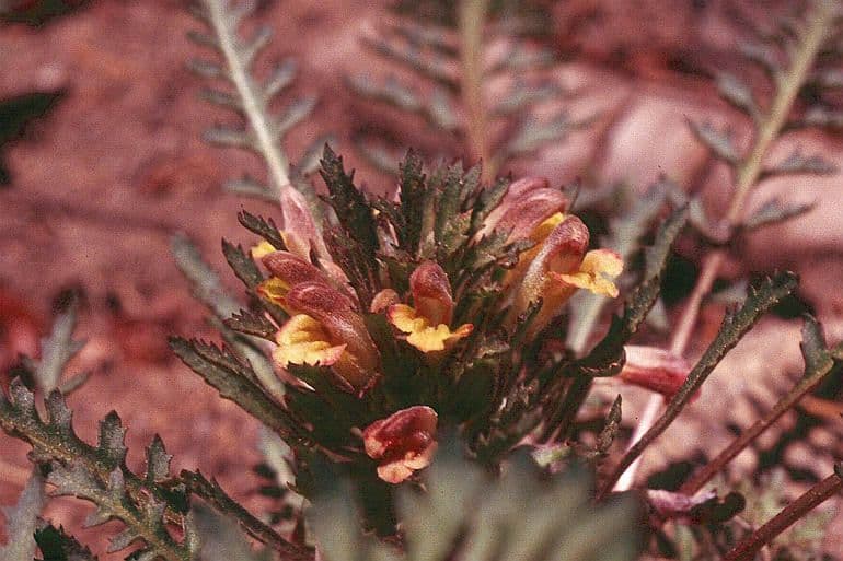 Pedicularis semibarbata