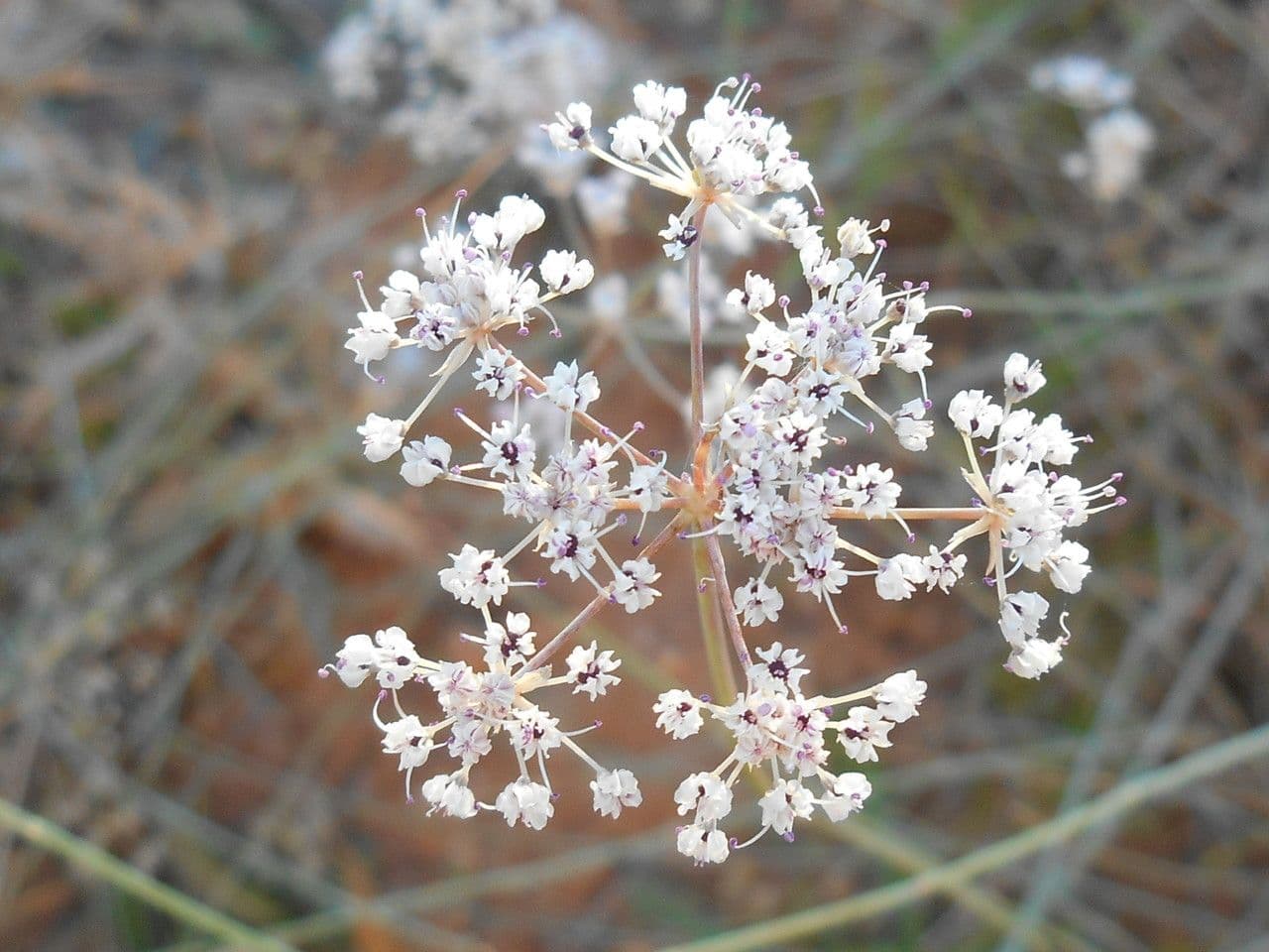 Efedra 5