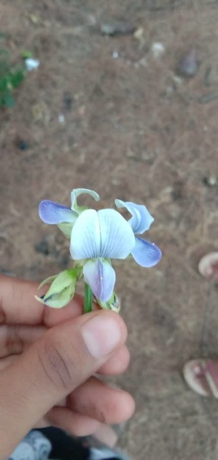 Crotalaria verrucosa 9