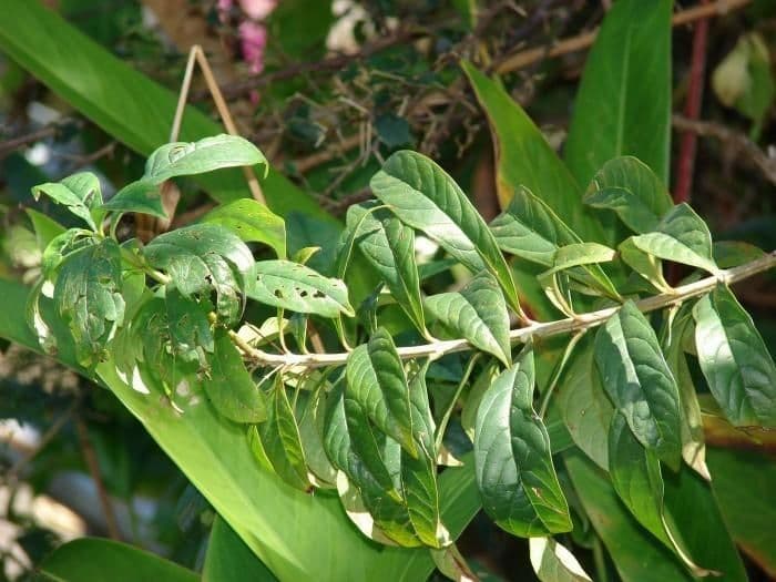 Clerodendrum indicum 19