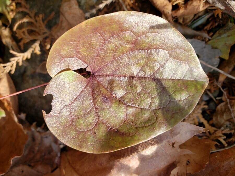 Epimedium