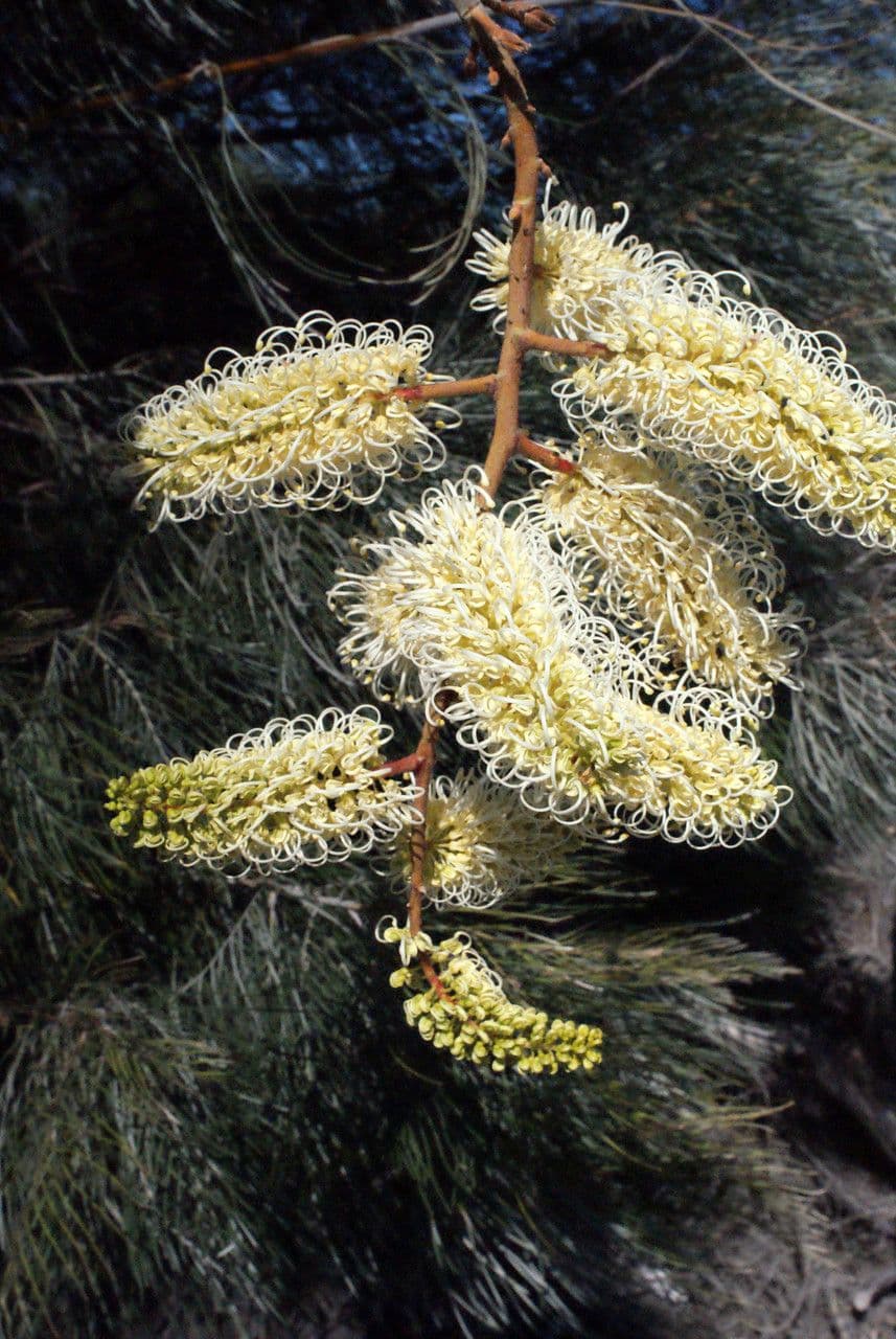 Grevillea