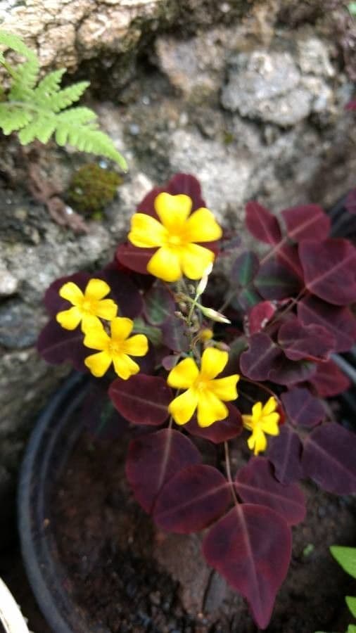 Acetosa