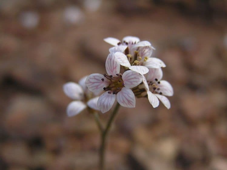 Jepsonia 2