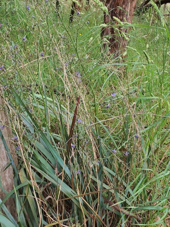 Dianella 7