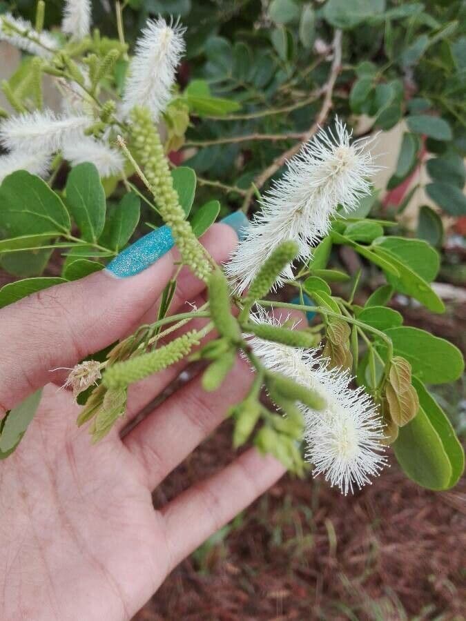 Caesalpinienblättrige Mimose