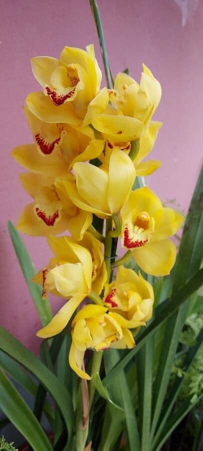 Cymbidium 3