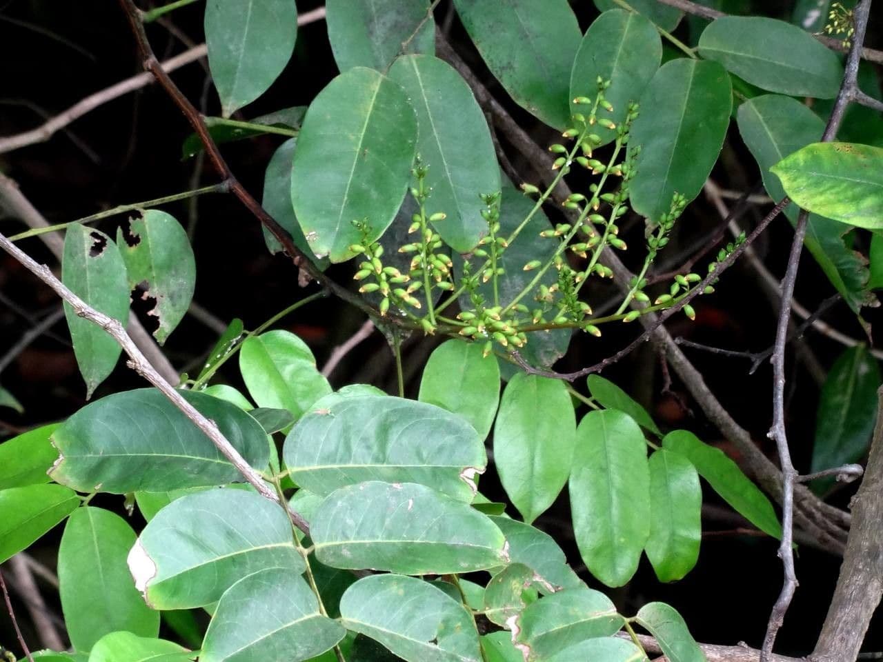 Pterocarpus 18