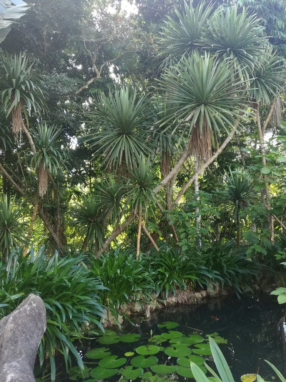 Dracena