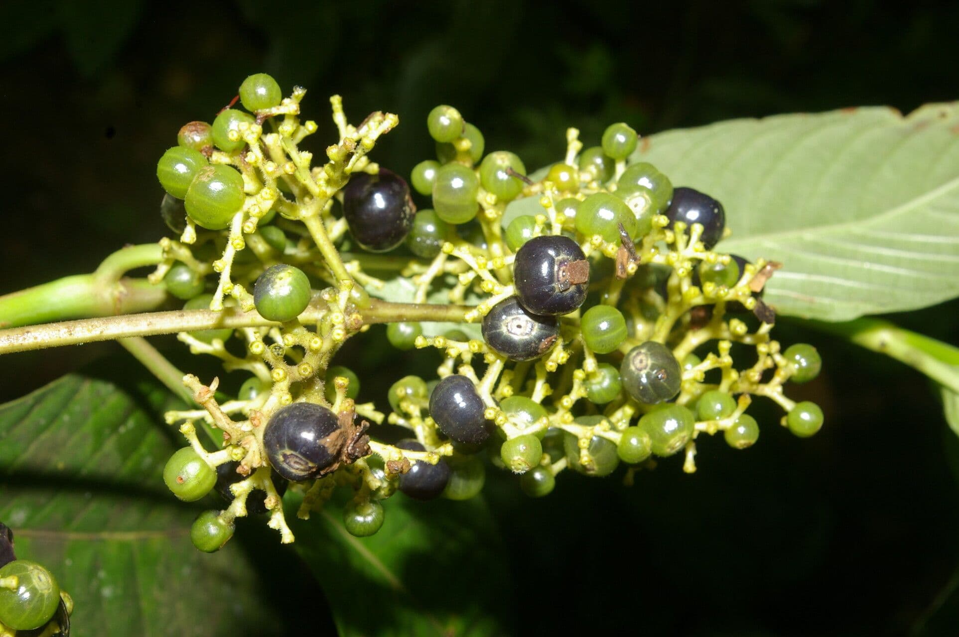 Palicourea 2