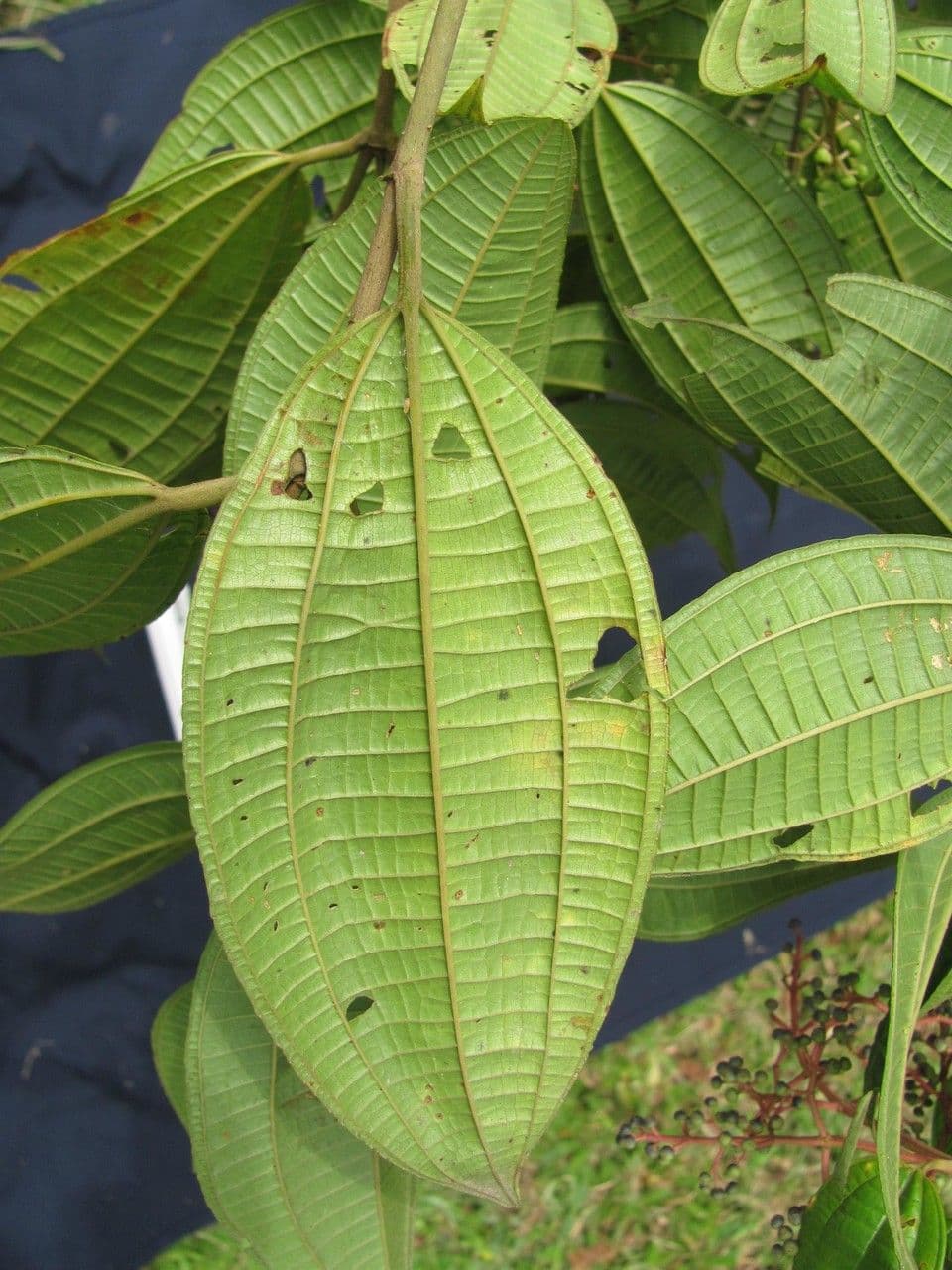 Miconia affine 15