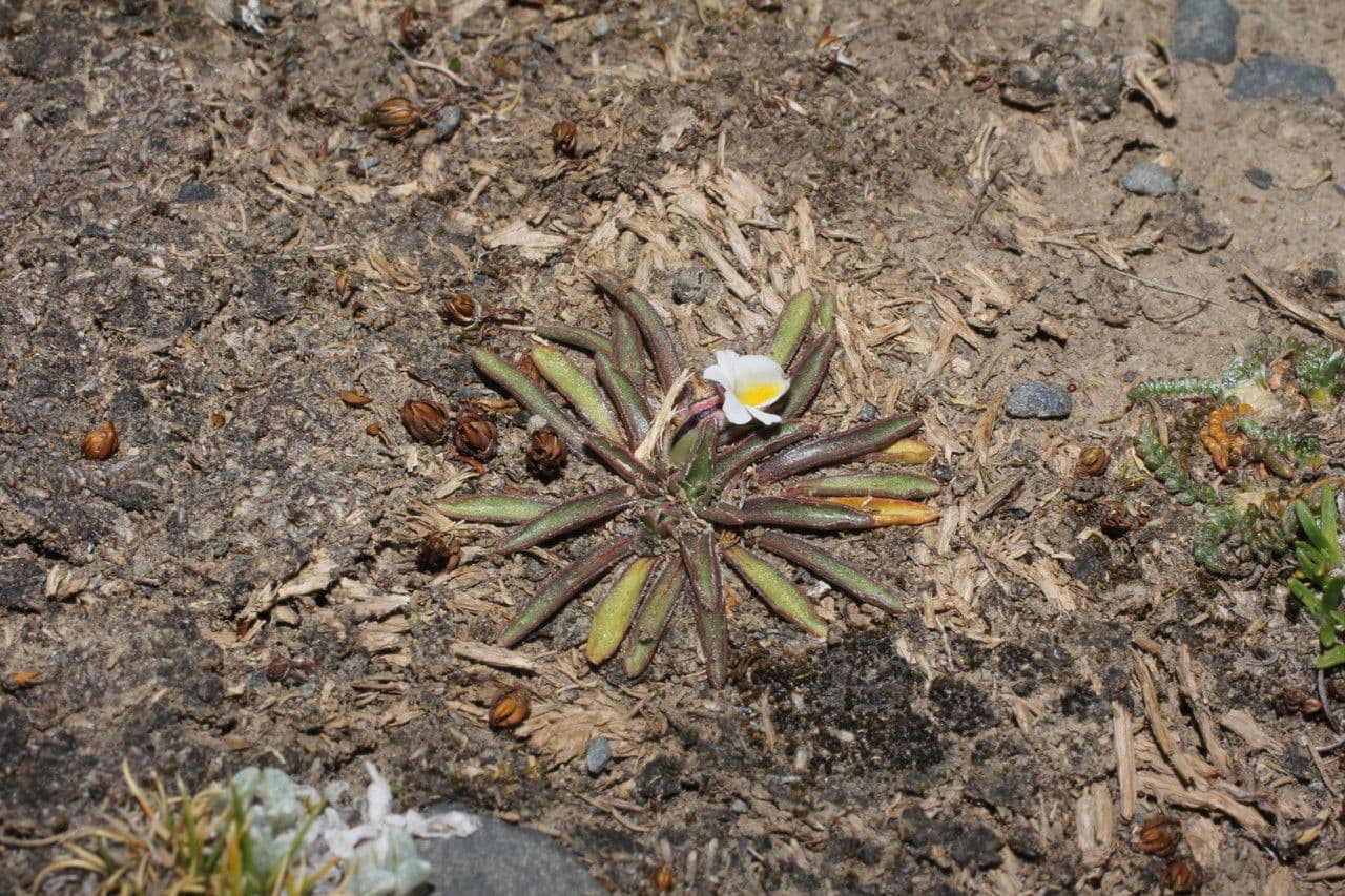 Veilchen 8