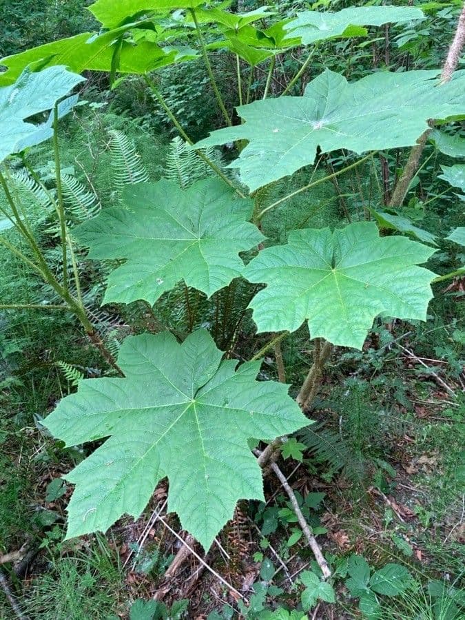 Oplopanax horridus 20