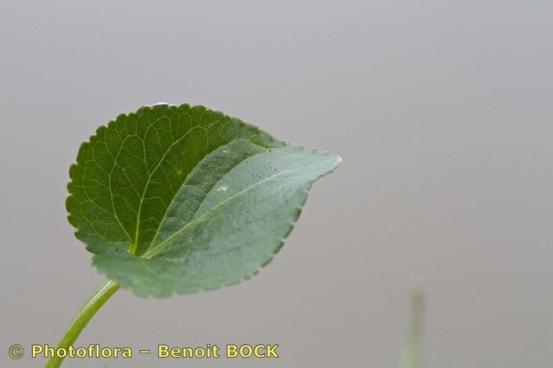 Viola odorata 21
