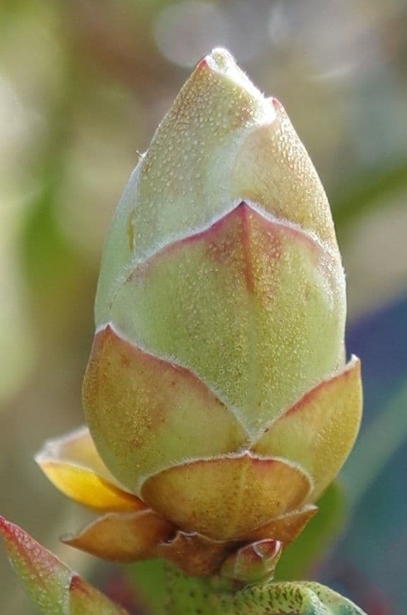 Rododendro 22