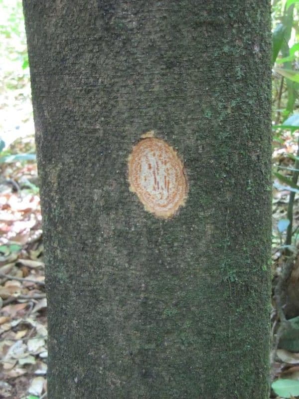 Agonandra 5