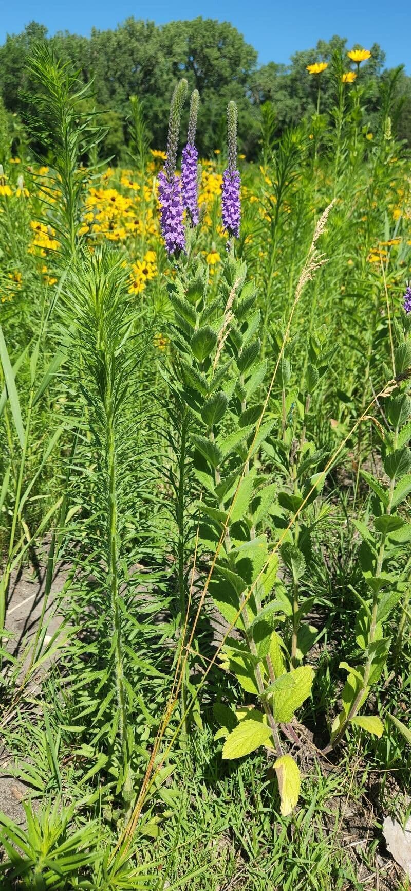 Verbena estricta 22