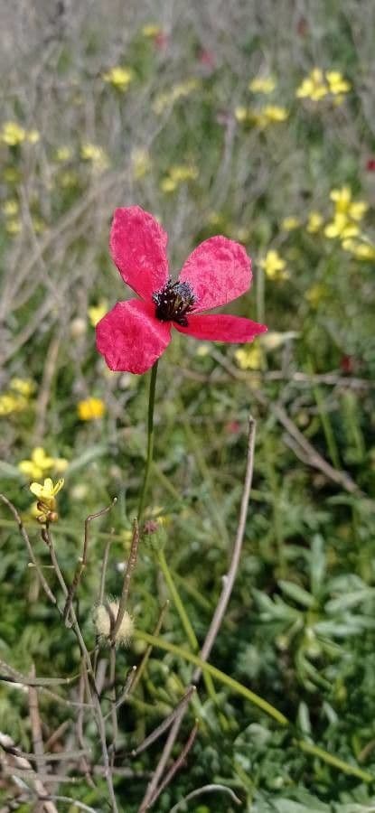Bastard-Mohn 10