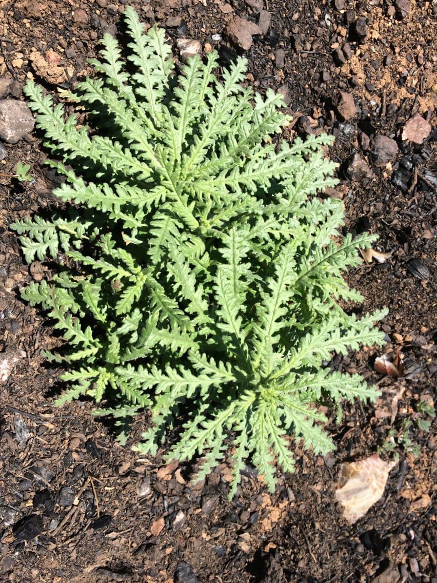 Emmenanthe penduliflora 15