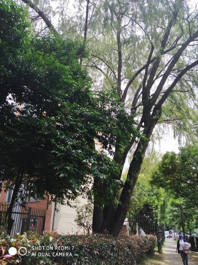 Radermachera sinica
