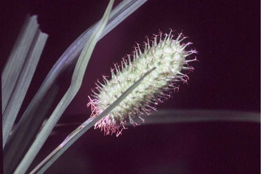 Carex