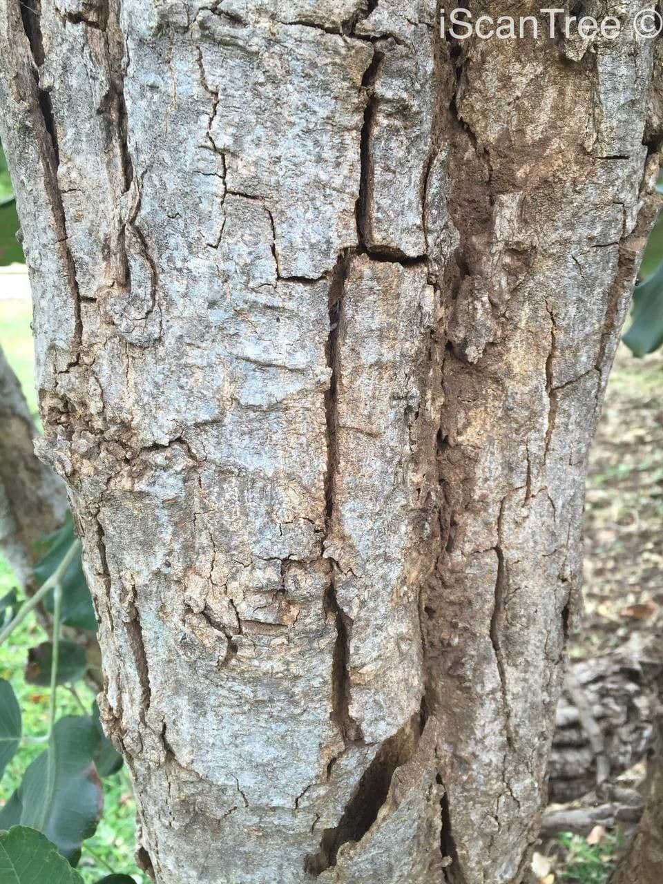 Hülsenbaum 22