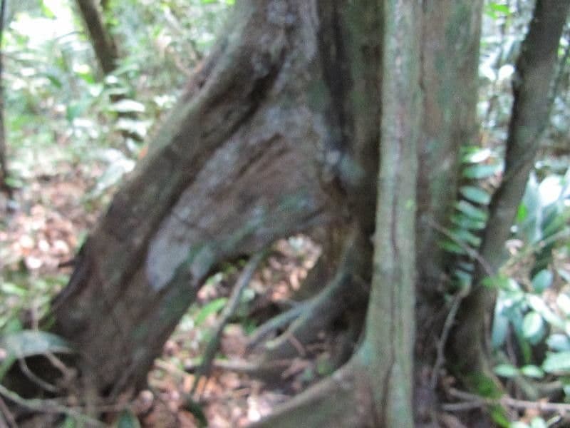 Surinam-Baum 7