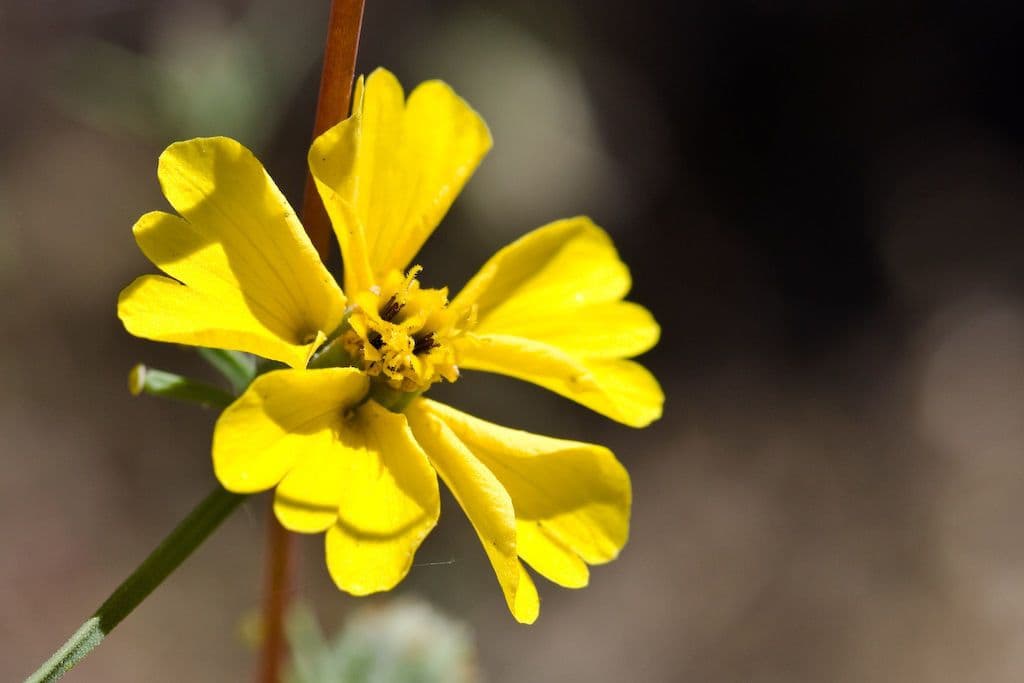 Calycadenia truncata 5