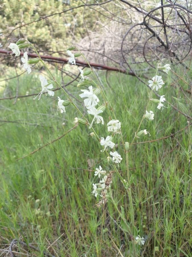 Silene dicotoma 14