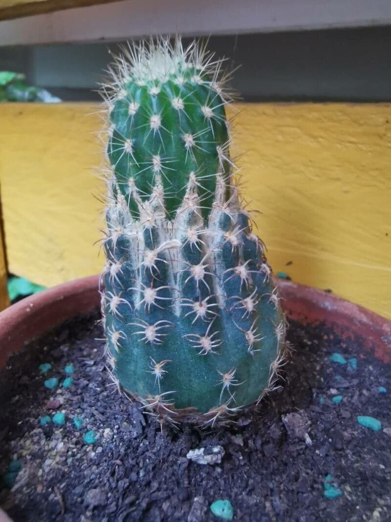 Cactus pettine 24