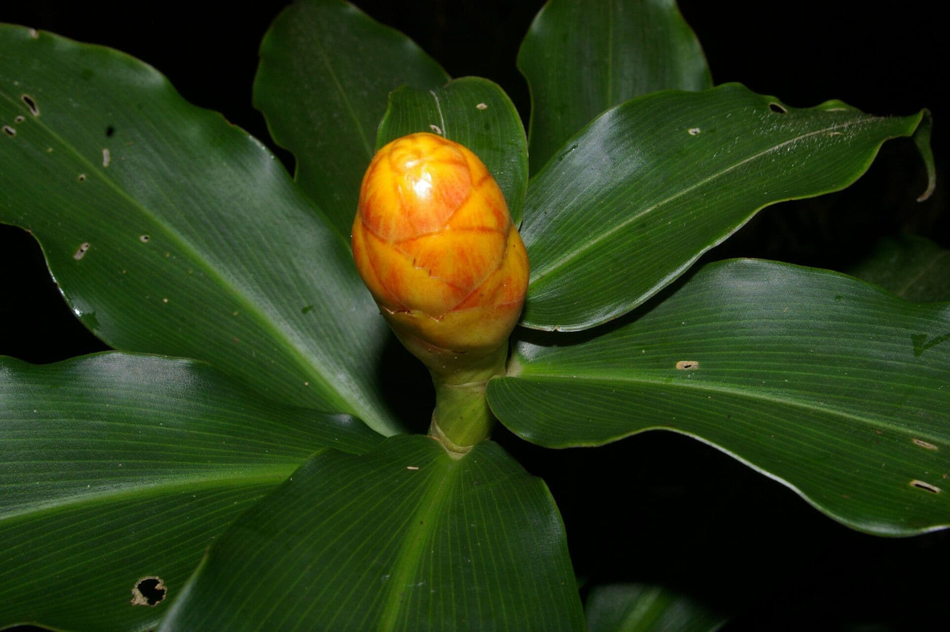 Costus 5