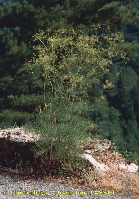 Peucedanum paniculatum 5