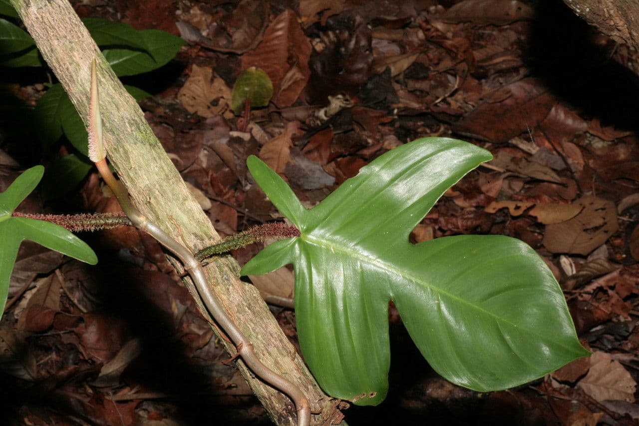 Filodendro 5