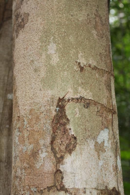 Hymenopus