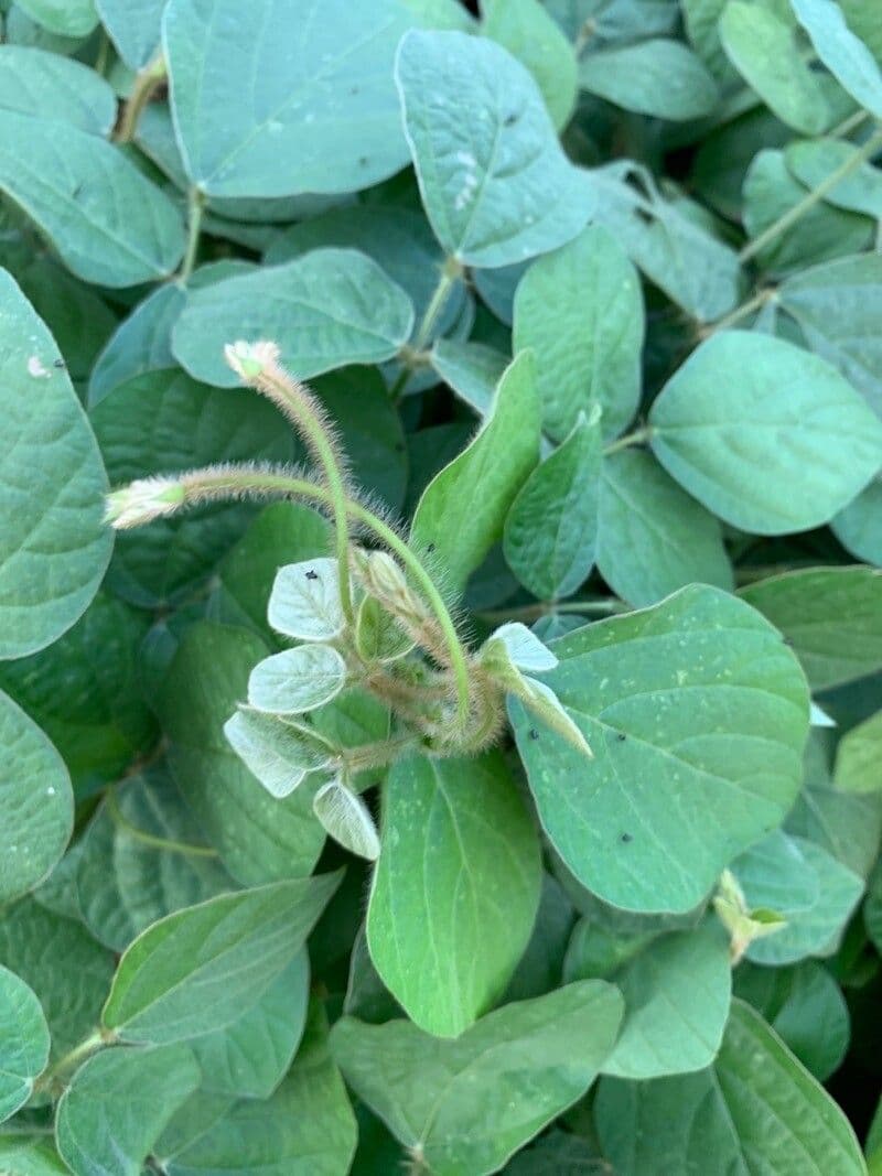Calopogonium 26
