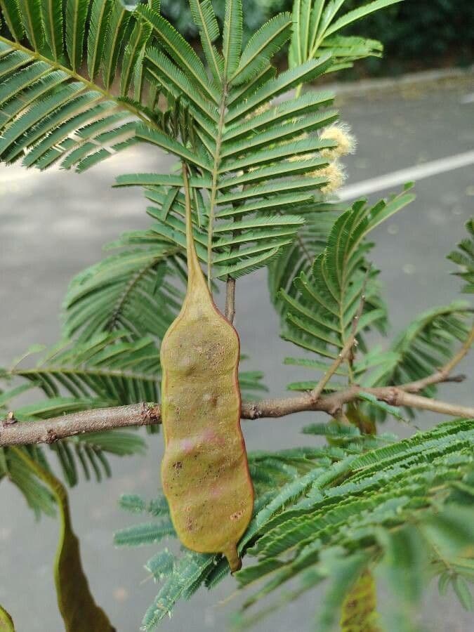 Anadenanthera 5