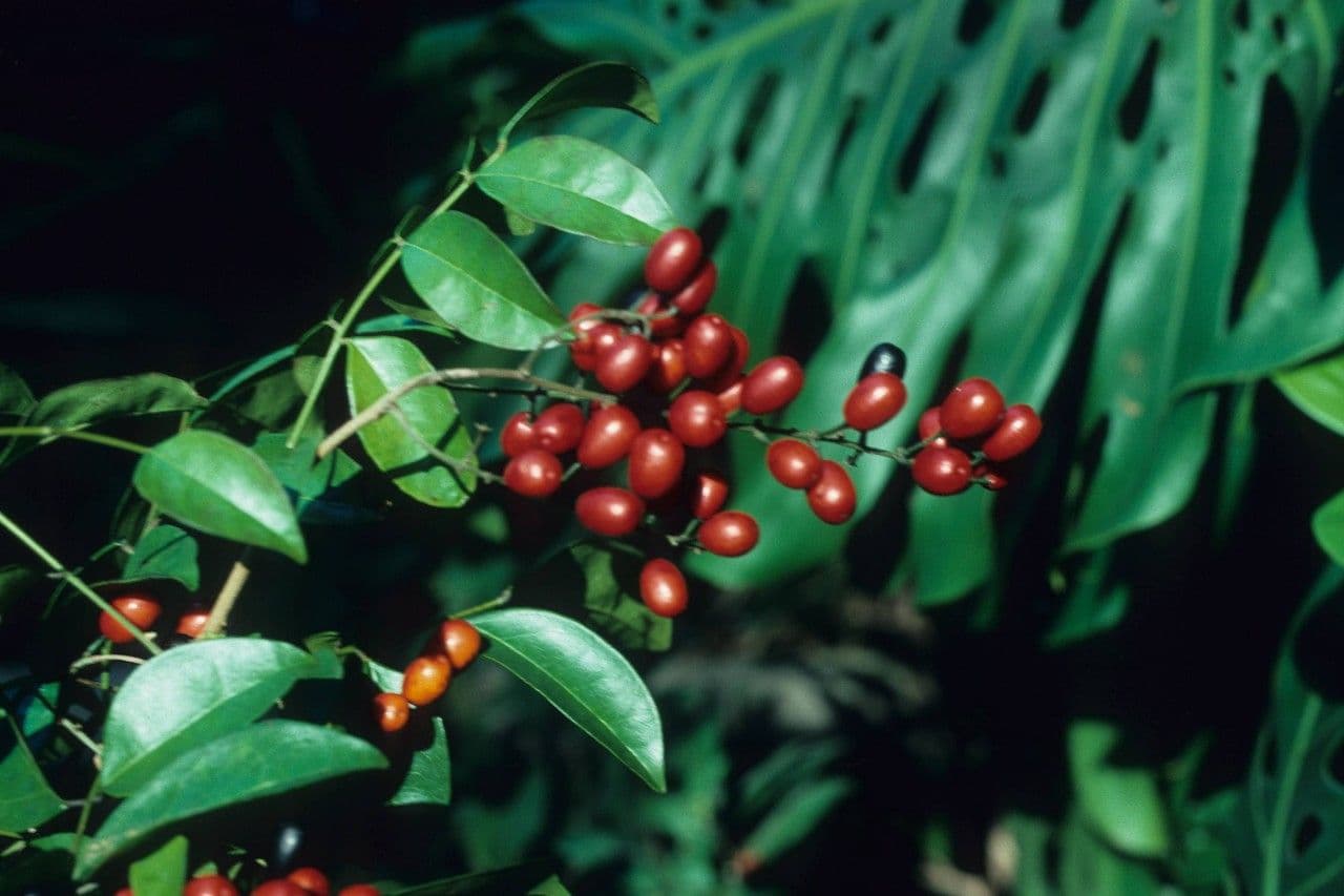 Picramnia pentandra 4