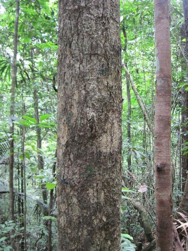 Sterculia 9