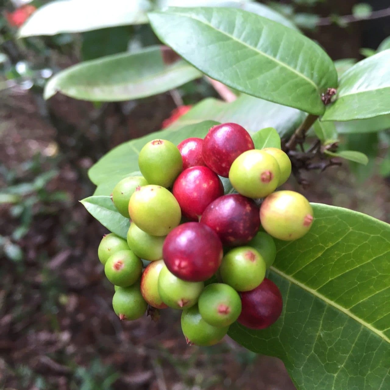 Ixora