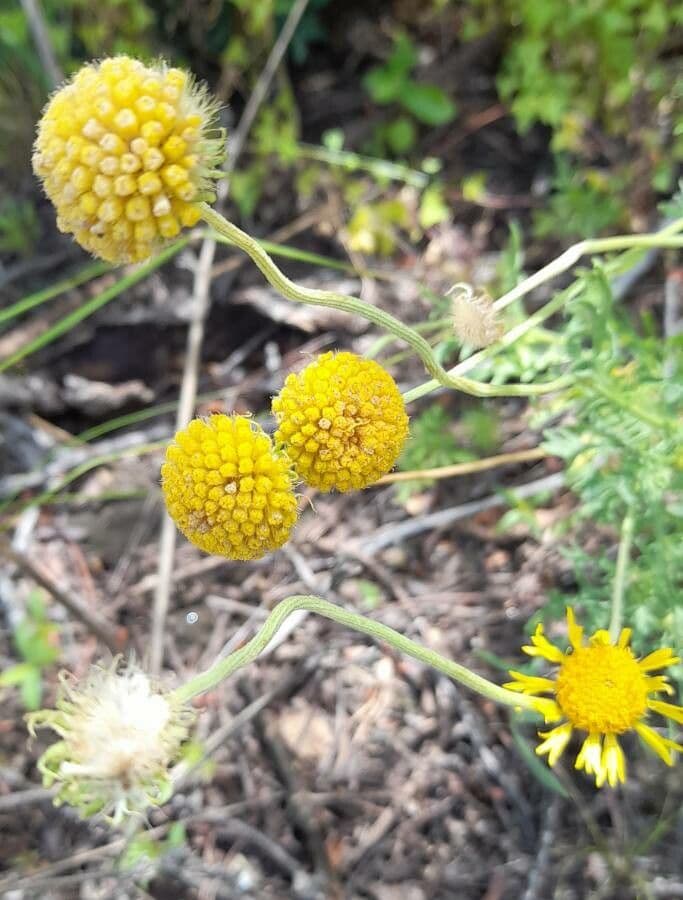 Gaillardie 4