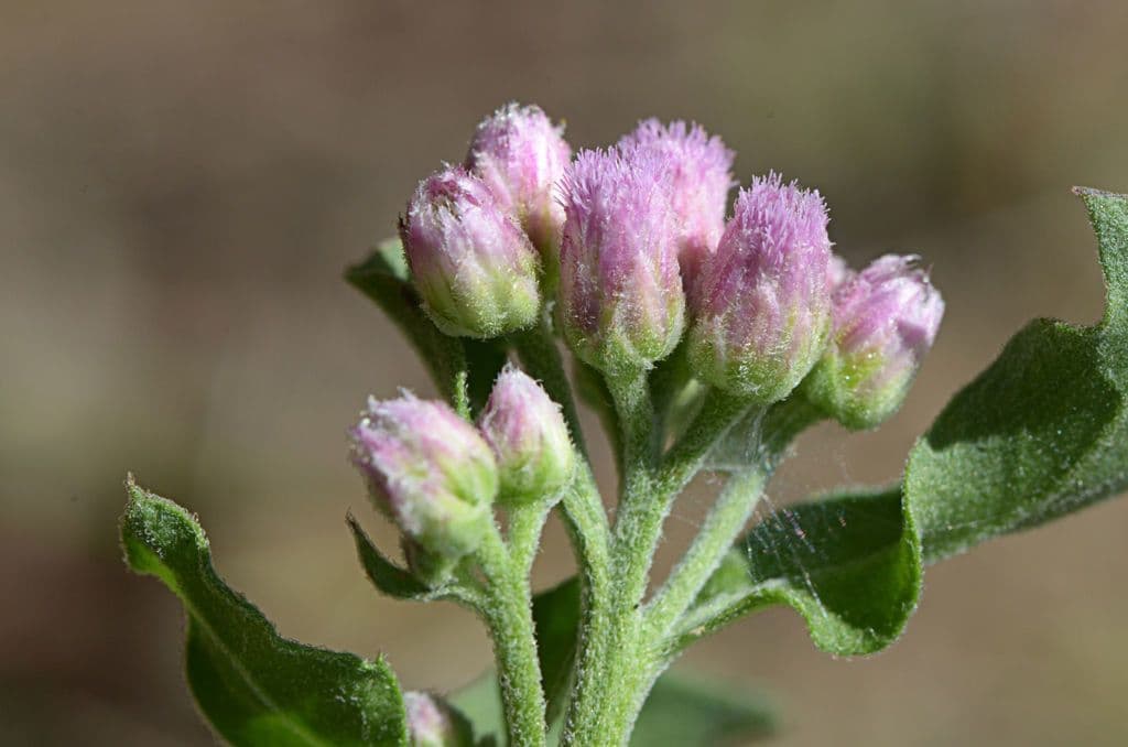Pluchea canforata 3