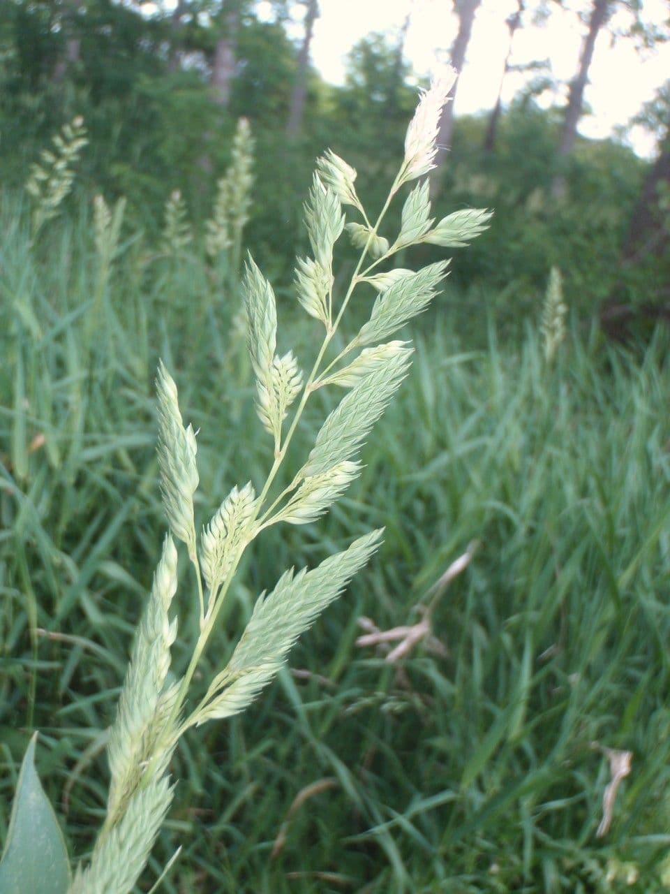 Scagliola arundinacea 28
