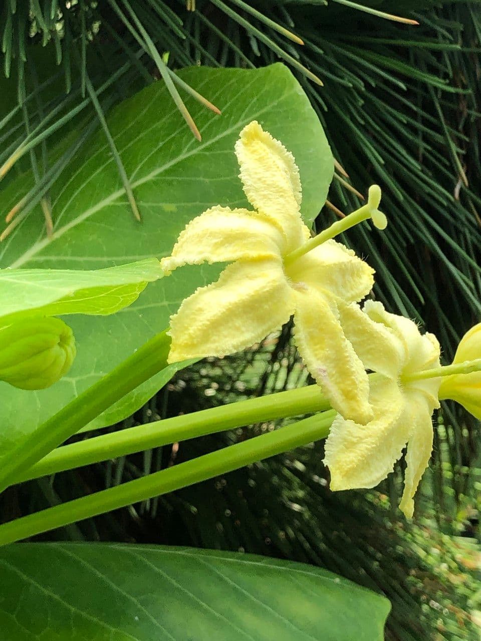 ʻŌlulu 6