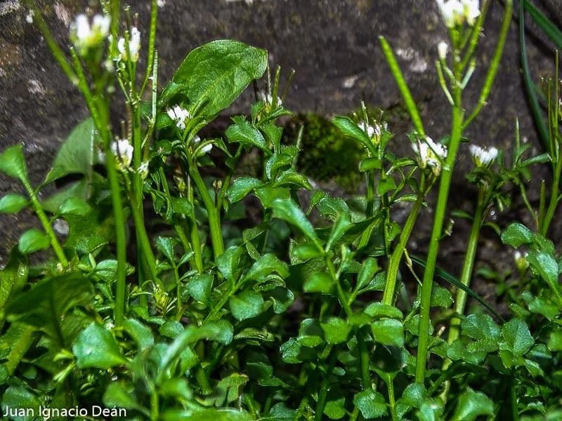 Cardamine flexueuse 9